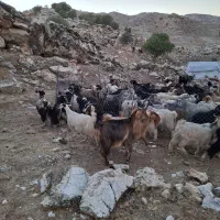 سلام ۲۰ راس بز آبستن جوان|حیوانات مزرعه|زرین آباد, |دیوار