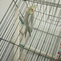 پرنده