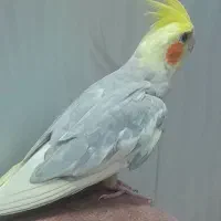 عروس هلندی نر|پرنده|مشهد, مشکینی (شهرک غرب)|دیوار