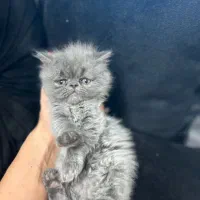 واگذاری گربه|گربه|اصفهان, باغ زرشک|دیوار