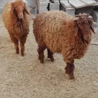 فروش بره و کره