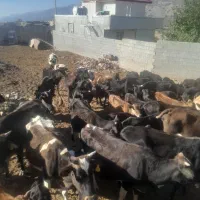 فروش گاووگوساله