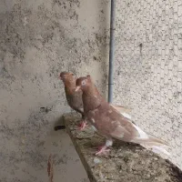 زاغ|پرنده|بهبهان, |دیوار