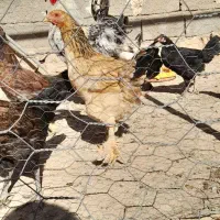 خروس و مرغ برهما|پرنده|سوری, |دیوار