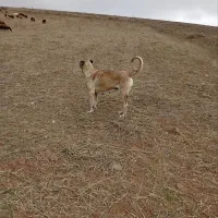 ماده سرابی|سگ|اردبیل, |دیوار