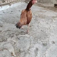 مرغ لاری انگلیسی نسل دار