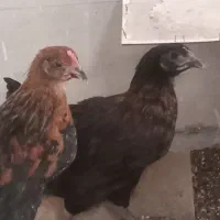 جوجه مرغ و خروس
