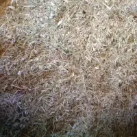 کاه لوبیا چیتی