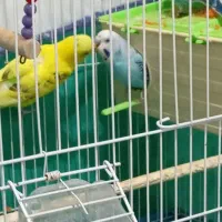 مرغ عشق|پرنده|قم, شهرک امام حسن|دیوار