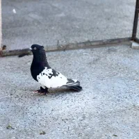 شهری سبز و قهوه ای|پرنده|شیراز, تندگویان|دیوار