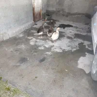 چهارعدد غاز محلی دوعددنر ودوماده