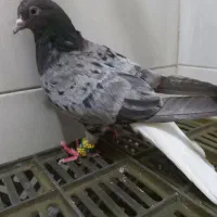 دمسفید معاوضه اول بخون متن