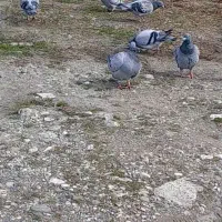 کبوتر پلاکی