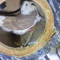 کبوتر تهرانی