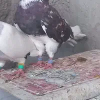 کفتر پرشی خوب