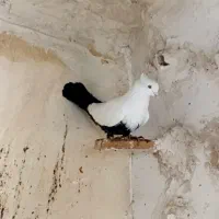 دم سیاه ماده عتیقه