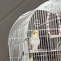 عروس هلندی ماده طلایی  سرحال همراه قفس بزرگ