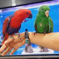 طوطی اکلکتوس اهواز|پرنده|تهران, آبشار|دیوار