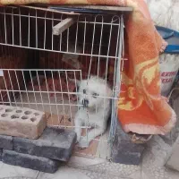 فروشی**|سگ|زرند, |دیوار