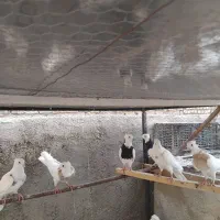 کبوترطوقی ۶۰۰۰تومان