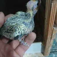 جوجه عروس هلندی سرلاکی|پرنده|مشکیندشت, |دیوار