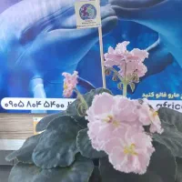 بنفشه آفریقایی دلفین رشت|گل و گیاه طبیعی|رشت, معلم|دیوار
