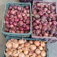 پیاز ریز کیلوی10هزار پیاز درشت کیلوی15هزار