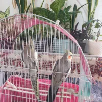 عروس هلندی مولد