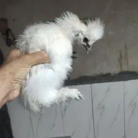 جوجه ابریشمی ۳ ماهه