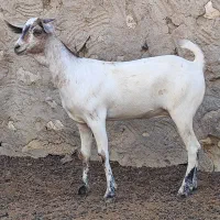 فروش گیسه سومال|حیوانات مزرعه|بندرلنگه, |دیوار