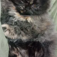 گربه پرشین|گربه|مهاباد (آذربایجان غربی), |دیوار