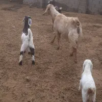 دو رس بز زایده|حیوانات مزرعه|مشهد, شهرک شهید باهنر|دیوار