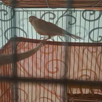 قناری نر پرتقالی|پرنده|اردبیل, |دیوار