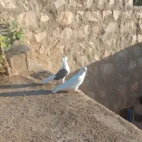 سفید شونی خوشونه|پرنده|چگنی, |دیوار