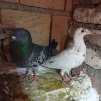 کبوترا سالم|پرنده|گرگان, |دیوار