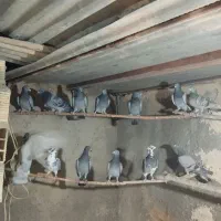 تیپ پلاکی جوان|پرنده|مهریز, |دیوار