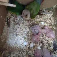 جوجه گرینچک سرلاکی