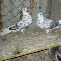 پرنده بالاگیر