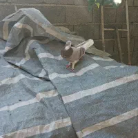 کبوتر|پرنده|کلاردشت, |دیوار