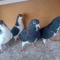 خوشرنگ سیاه .شصتی زرد سرخ . دم زرد‌.زرد دم سفید