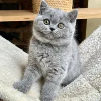 گربه بریتیش