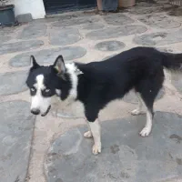 واگذاری  سگ هاسکی نر