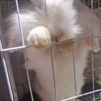 خرگوش لوپ ماده