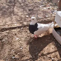 کفتر طوقی ماده