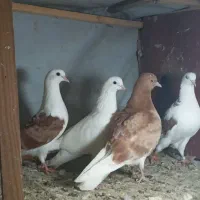 کبوتر  جوجه|پرنده|لنگرود, |دیوار