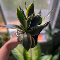 انواع گل های آپارتمانی