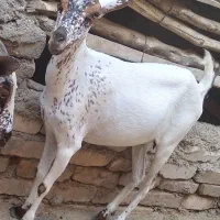 کهره|حیوانات مزرعه|بندرعباس, |دیوار