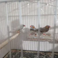 لوازم|ماهی|مشهد, امیریه|دیوار