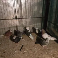 کبوتر غریب|پرنده|زنجان, |دیوار