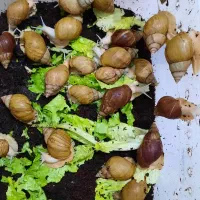 حلزون|خزنده|زنجان, |دیوار